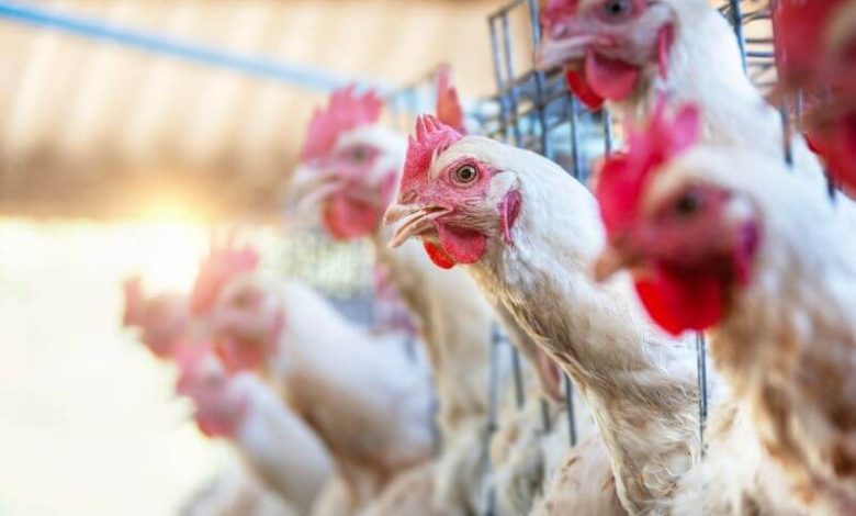 What Animals Are Worth Growing For Meat Production – Survivopedia What Animals Are Worth Growing For Meat Production – Survivopedia