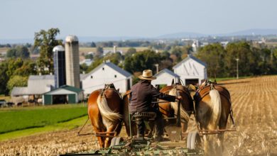 This Is Why The Amish Will Not Go Hungry During A Crisis – Survivopedia