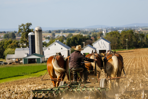 This Is Why The Amish Will Not Go Hungry During A Crisis – Survivopedia This Is Why The Amish Will Not Go Hungry During A Crisis – Survivopedia
