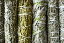 8 Medicinal Plants the Native Americans Used for Survival – Survivopedia