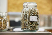 Troops will be drug tested for psychedelic mushroom use, Pentagon says