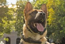 Fort Carson soldier allegedly stabs police dog during DV check