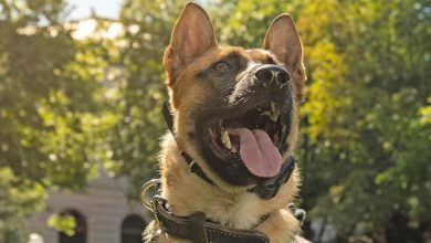 Fort Carson soldier allegedly stabs police dog during DV check