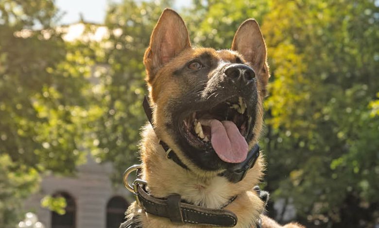 Fort Carson soldier allegedly stabs police dog during DV check Fort Carson soldier allegedly stabs police dog during DV check