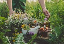 How to Grow a Survival Medicine Garden – Survivopedia