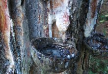 Making Pine Pitch Glue for Field Repairs – Survivopedia