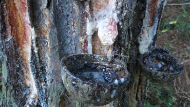 Making Pine Pitch Glue for Field Repairs – Survivopedia