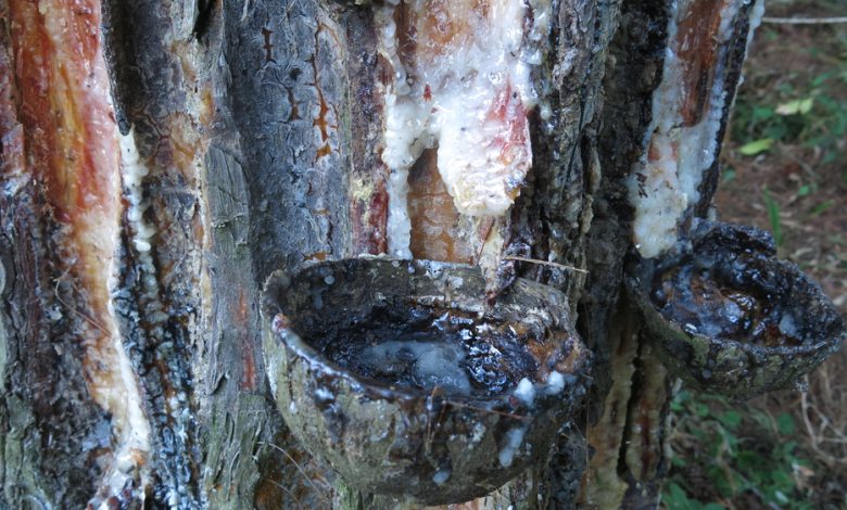 Making Pine Pitch Glue for Field Repairs – Survivopedia Making Pine Pitch Glue for Field Repairs – Survivopedia