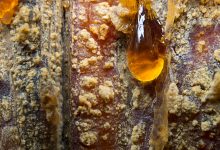 Top 10 Survival Uses for Pine Resin – Survivopedia