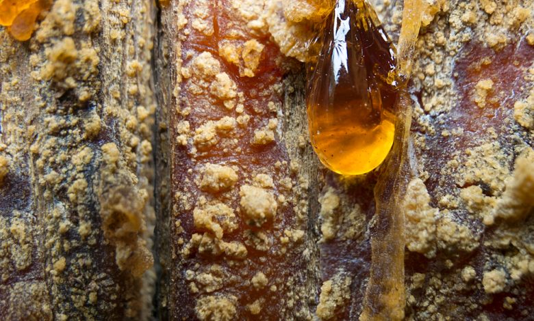 Top 10 Survival Uses for Pine Resin – Survivopedia