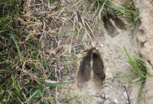 Sign, Age & Counter-tracking – Survivopedia