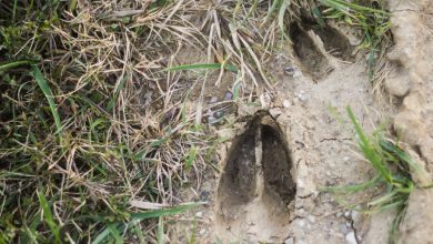 Sign, Age & Counter-tracking – Survivopedia