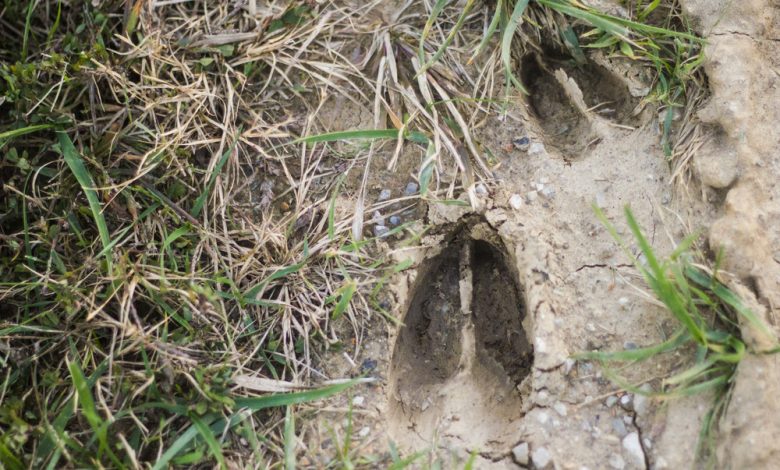 Sign, Age & Counter-tracking – Survivopedia