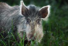 US military to stop shooting pigs and goats for medic training