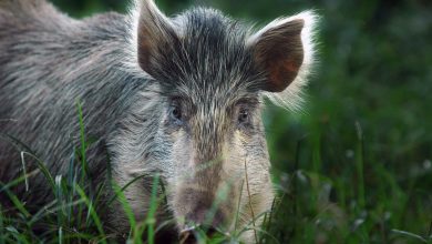 US military to stop shooting pigs and goats for medic training US military to stop shooting pigs and goats for medic training