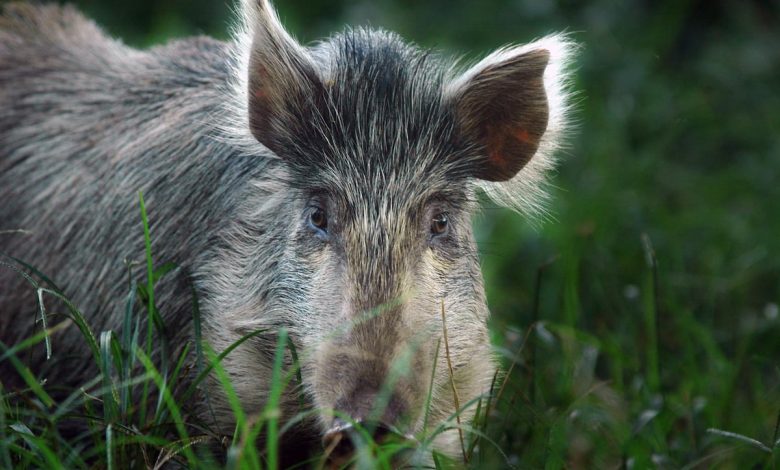 US military to stop shooting pigs and goats for medic training