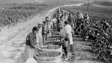 How wine and champagne helped to defeat the Nazis