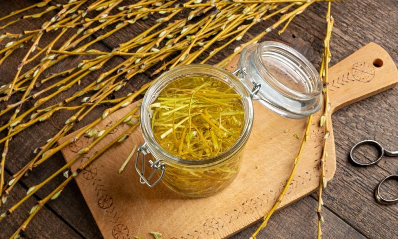 How Willow Bark Replaced Aspirin – Survivopedia