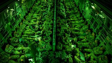 Army readies 1,500 soldiers for possible Minnesota deployment: sources