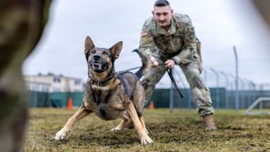 Military dogs are facing substandard conditions, leading to deaths, report finds