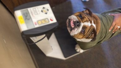 Devil Dogs to follow slimmer waist-to-height standard than other branches