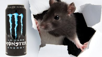 Sailor reportedly finds dead rat in finished energy drink Sailor reportedly finds dead rat in finished energy drink