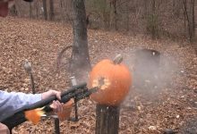 Are Slugs Underrated?