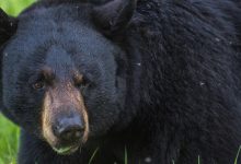 Two soldiers injured in bear encounter in Alaska