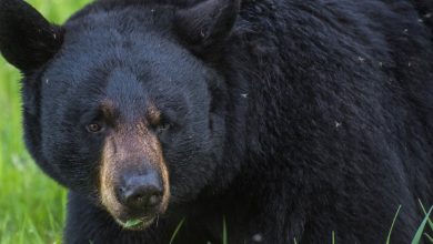 Two soldiers injured in bear encounter in Alaska