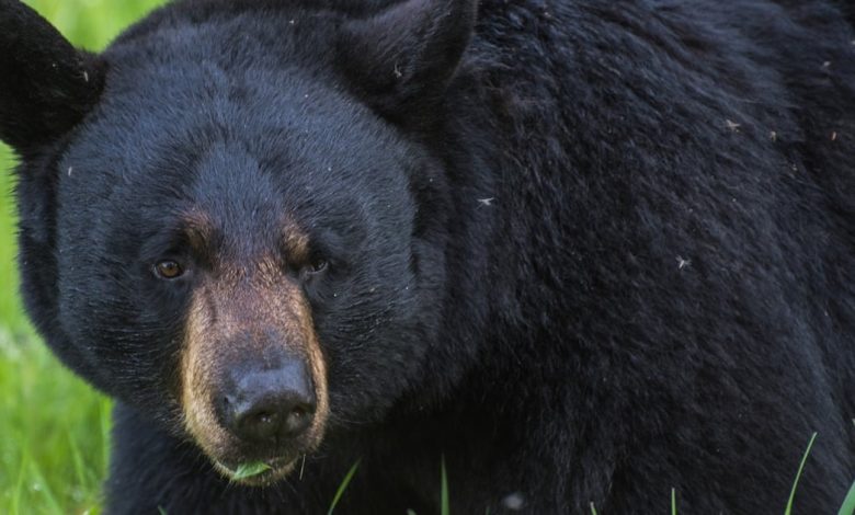 Two soldiers injured in bear encounter in Alaska
