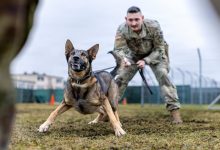 The Pentagon wants to improve medical care for wounded military dogs