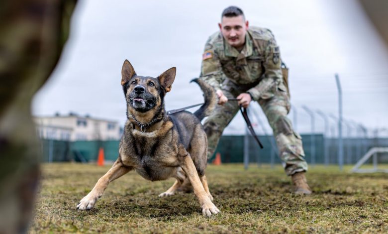 The Pentagon wants to improve medical care for wounded military dogs