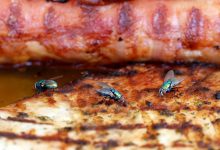 Historic Methods For Keeping Insects Off People, Food, And Bedding – Survivopedia
