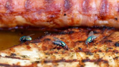 Historic Methods For Keeping Insects Off People, Food, And Bedding – Survivopedia
