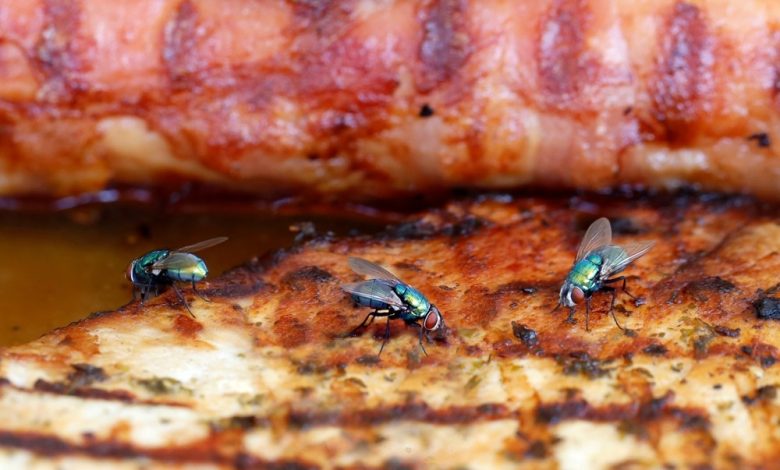 Historic Methods For Keeping Insects Off People, Food, And Bedding – Survivopedia Historic Methods For Keeping Insects Off People, Food, And Bedding – Survivopedia