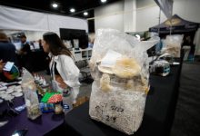 Nearly 5 million veterans have used magic mushrooms, LSD or MDMA, study finds