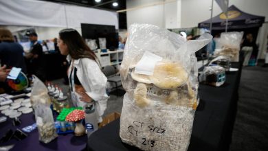 Nearly 5 million veterans have used magic mushrooms, LSD or MDMA, study finds