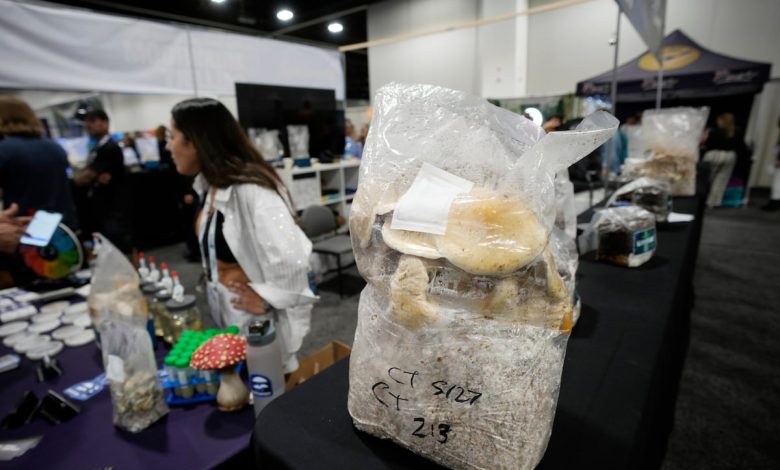 Nearly 5 million veterans have used magic mushrooms, LSD or MDMA, study finds Nearly 5 million veterans have used magic mushrooms, LSD or MDMA, study finds