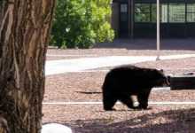 Hungry bears are heading to Fort Carson this summer