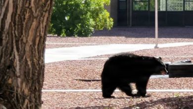 Hungry bears are heading to Fort Carson this summer