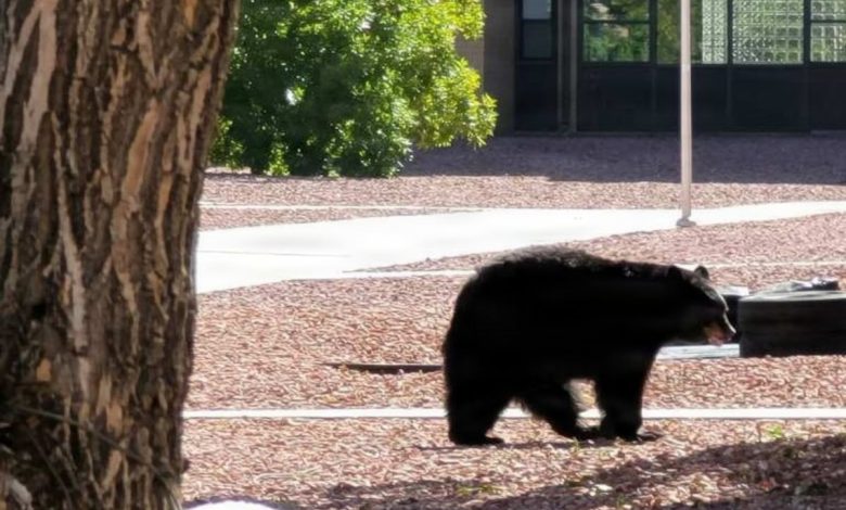 Hungry bears are heading to Fort Carson this summer