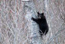 The Alaskan bear necessities: One commissary peach