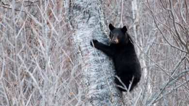The Alaskan bear necessities: One commissary peach