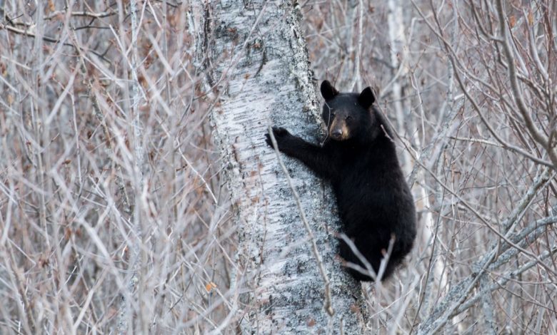 The Alaskan bear necessities: One commissary peach The Alaskan bear necessities: One commissary peach