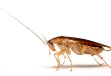Roaches descend on US Army dining facility, viral video appears to show