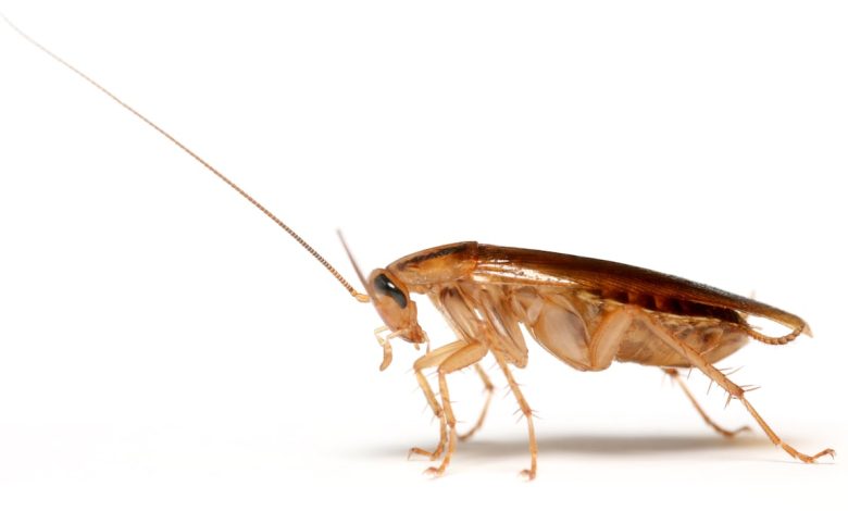 Roaches descend on US Army dining facility, viral video appears to show