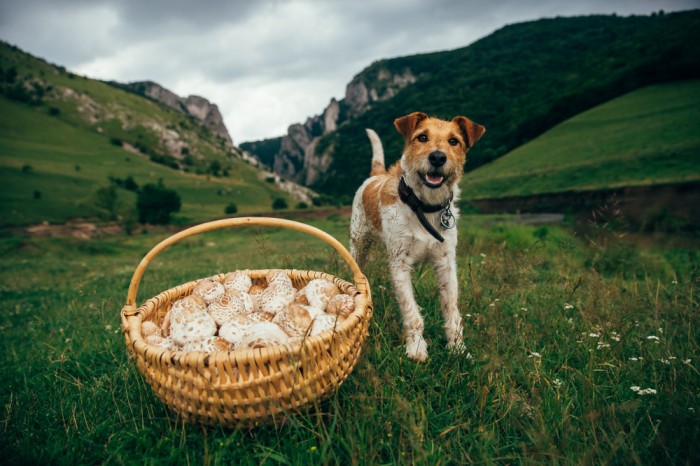 How To Train A Dog As A Useful Survival Companion, Not Just A Pet – Survivopedia How To Train A Dog As A Useful Survival Companion, Not Just A Pet – Survivopedia