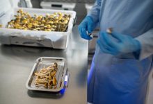 Major VA study to examine effectiveness of psilocybin on depression, PTSD