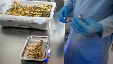 Major VA study to examine effectiveness of psilocybin on depression, PTSD