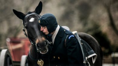 The Army certifies its first equestrians as it revamps horse care